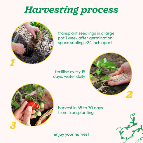 Ugaoo Cherry Tomato Vegetable Seeds